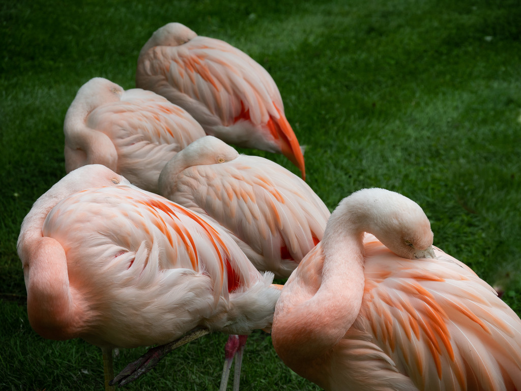 Flamingo Bundles by khrunner