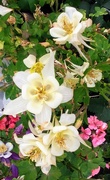 30th May 2019 - Cream Colored Columbines