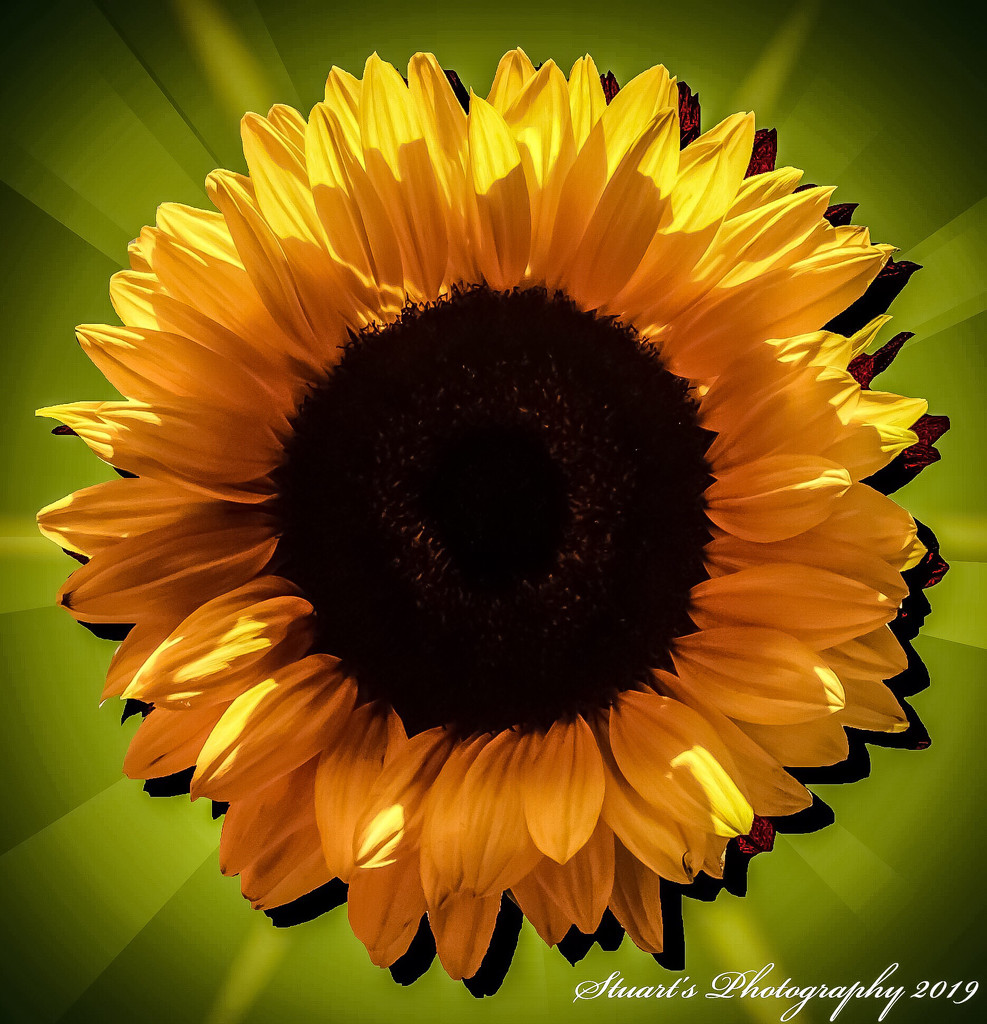 Sunflower by stuart46