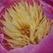 in our garden: peony in pink and cream by quietpurplehaze