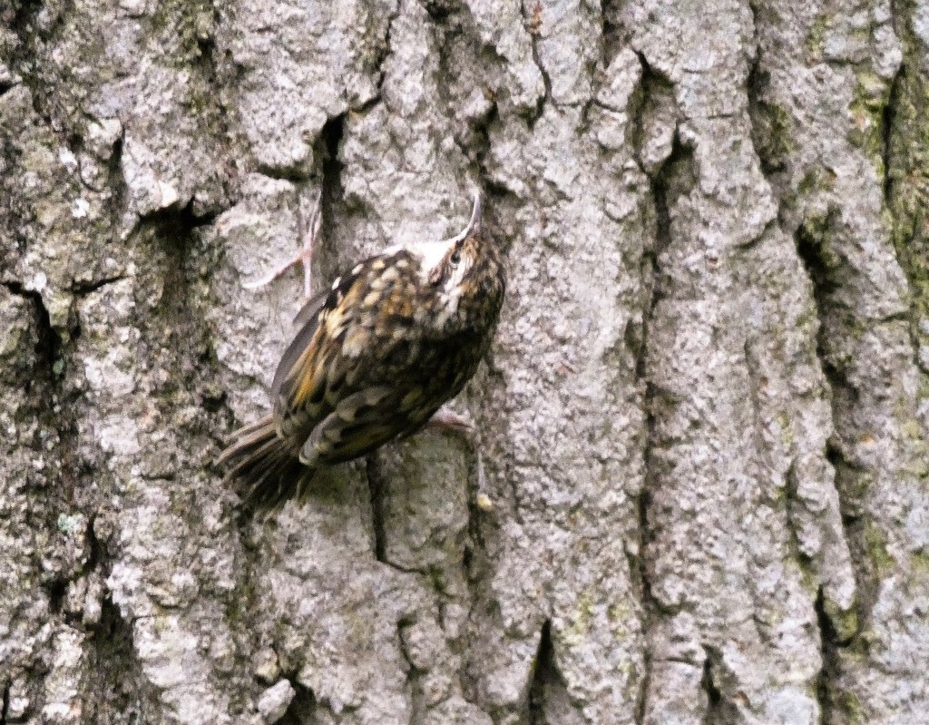 Young Tree Creeper by julienne1