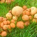 The rise and fall of fungi  by kiwinanna