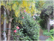 31st May 2019 - The path in the Church Garden.