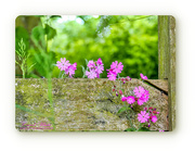 31st May 2019 - Red Campion By The Fence