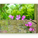 Red Campion By The Fence by carolmw