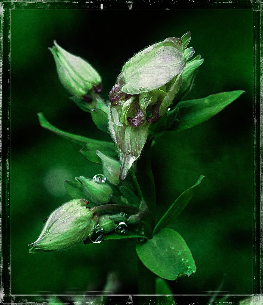 Aquilegia Darkly by gardencat