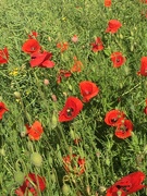 31st May 2019 - The poppies were looking lovely in the sun this morning