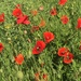 The poppies were looking lovely in the sun this morning by 365anne