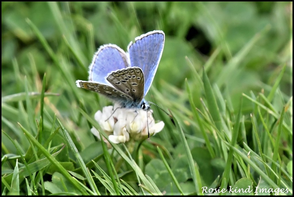 I think this is Holly Blue by rosiekind