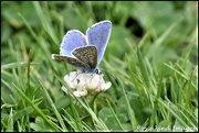 31st May 2019 - I think this is Holly Blue