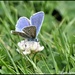 I think this is Holly Blue by rosiekind