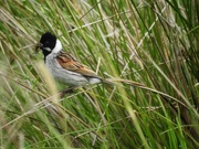 31st May 2019 - Common Reed Bunting