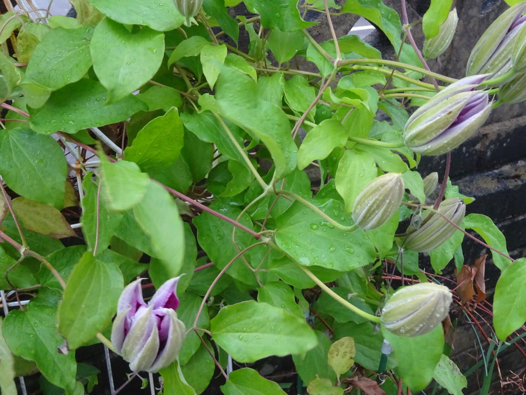 another clematis coming out by anniesue