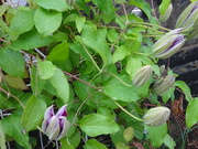 30th May 2019 - another clematis coming out