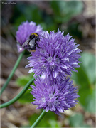 31st May 2019 - Bumblebee 