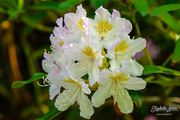 31st May 2019 - Rhododendron 