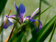 31st May 2019 - iris in the shadows