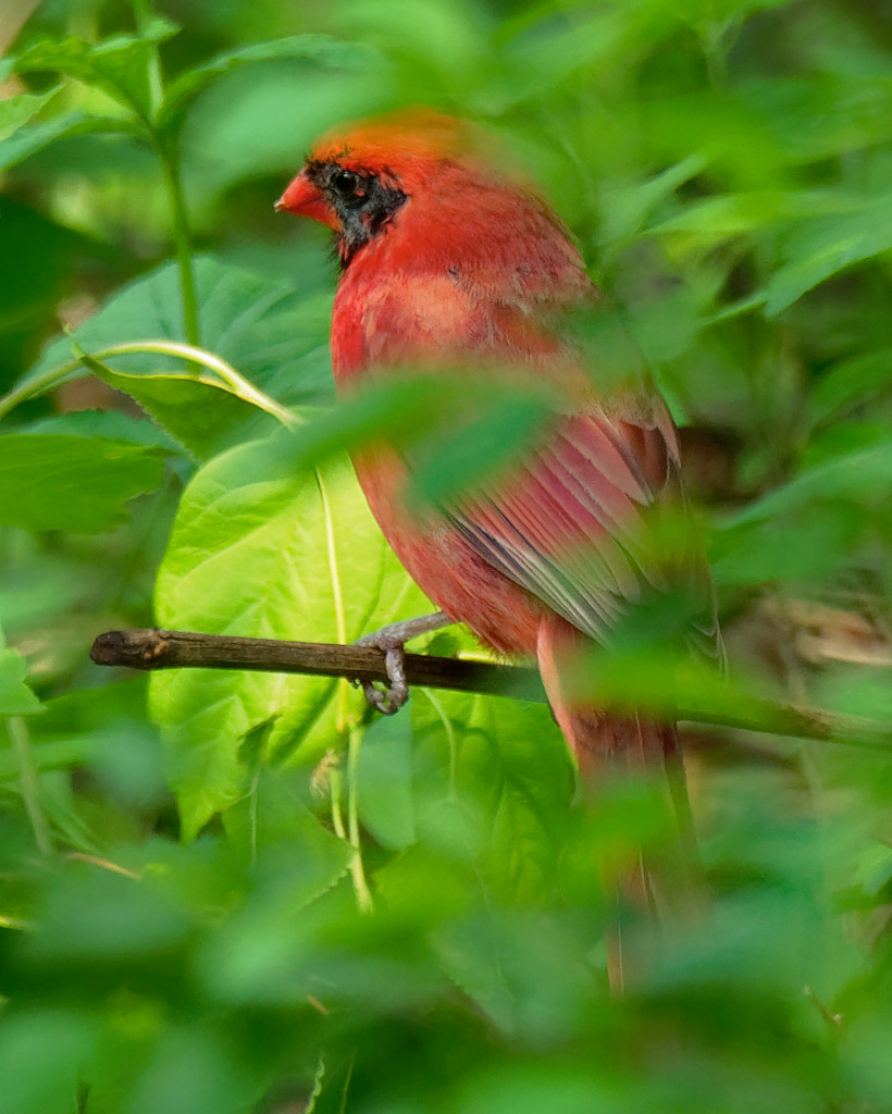 northern cardinal in the greenery by rminer
