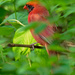 northern cardinal in the greenery by rminer