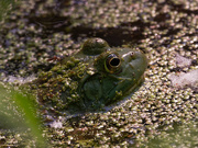 31st May 2019 - frog 