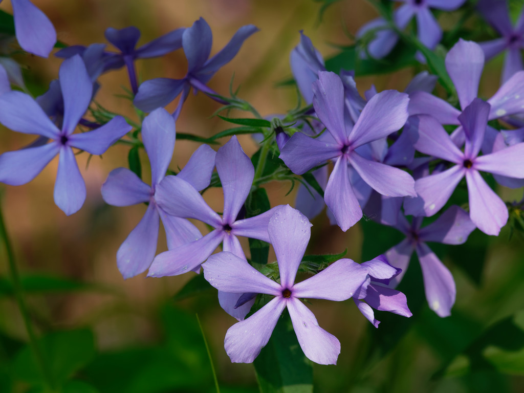 phlox by rminer