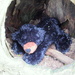Remember I told of a hidden bear in a tree hollow... by bruni