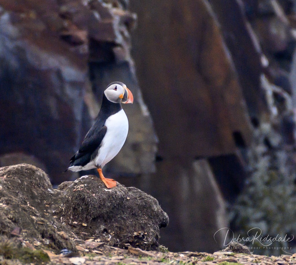 Atlantic Puffin by dridsdale