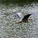 Heron in flight  by bizziebeeme