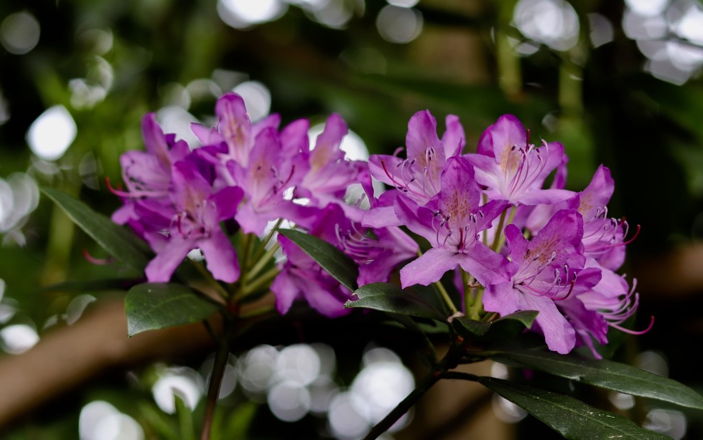 Rhododendrons  by carole_sandford