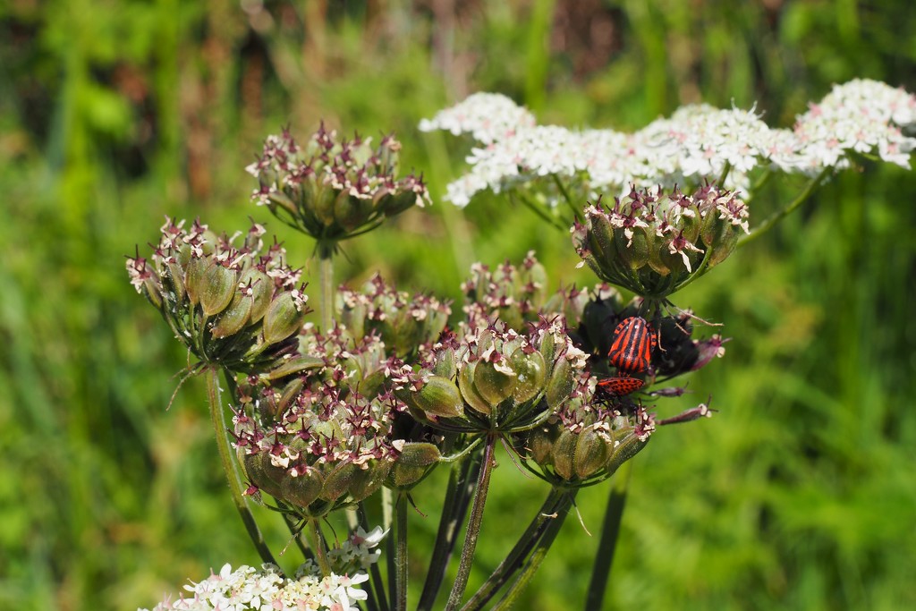 Red striped/spotted beetle? by s4sayer