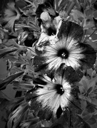 24th May 2019 - 2019's Petunias in b&w