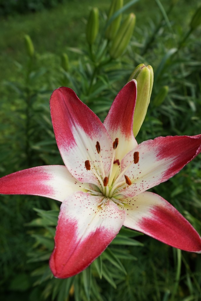 The first lily by tunia