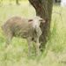 Shy Sheep by cindymc