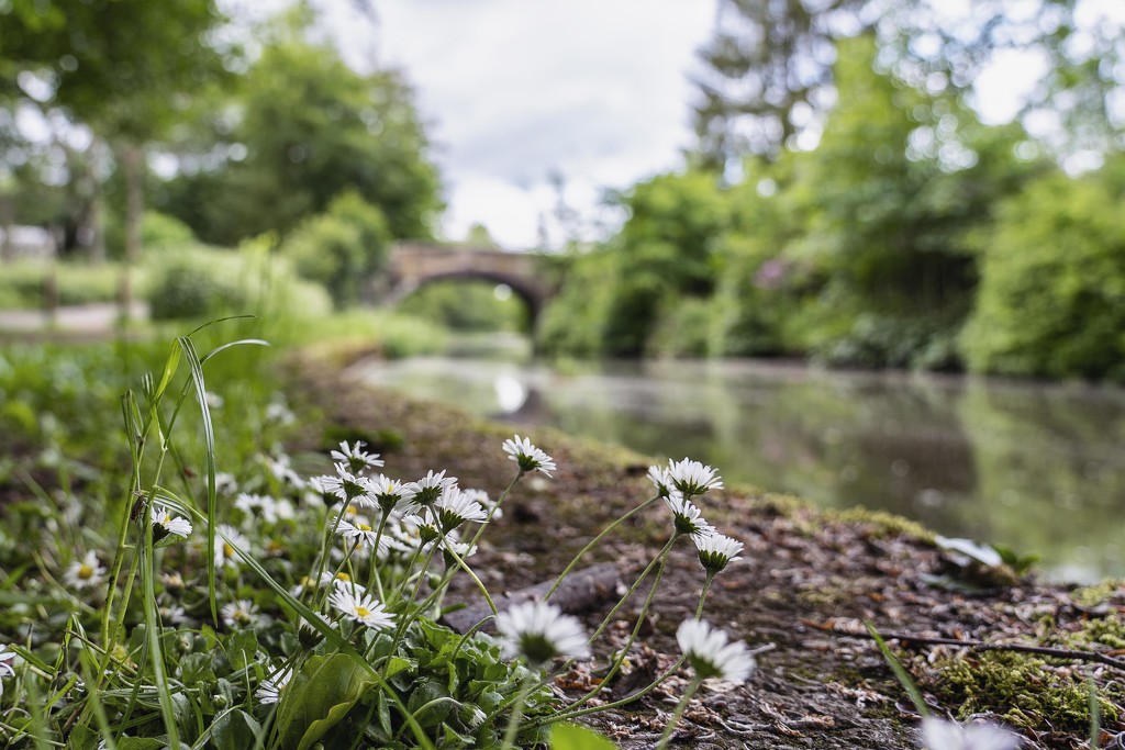 Towpath Daisy. by gamelee