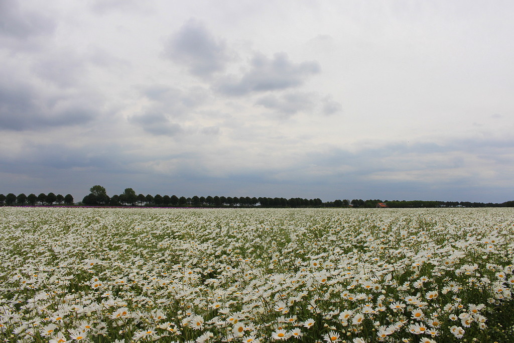  A white ocean of flowers by pyrrhula