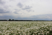 31st May 2019 -  A white ocean of flowers