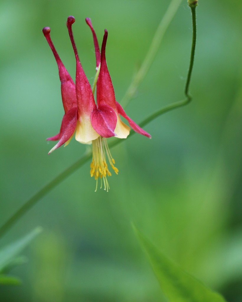 May 31: Columbine by daisymiller