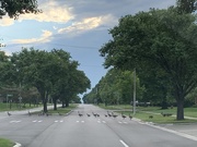 30th May 2019 - Duck crossing