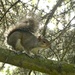 Cyril The Squirrel. by wendyfrost