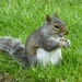 Squirrel With A Smile. by wendyfrost