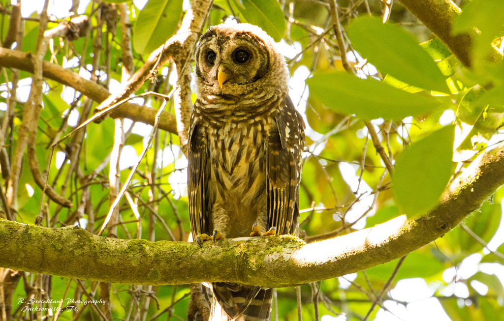 Young Barred Owl! by rickster549