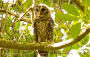31st May 2019 - Young Barred Owl!