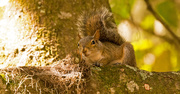 31st May 2019 - Ms Squirrel Relaxing in the Moment!