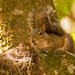 Ms Squirrel Relaxing in the Moment! by rickster549