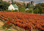 1st Jun 2019 - Wine farm on the hill,