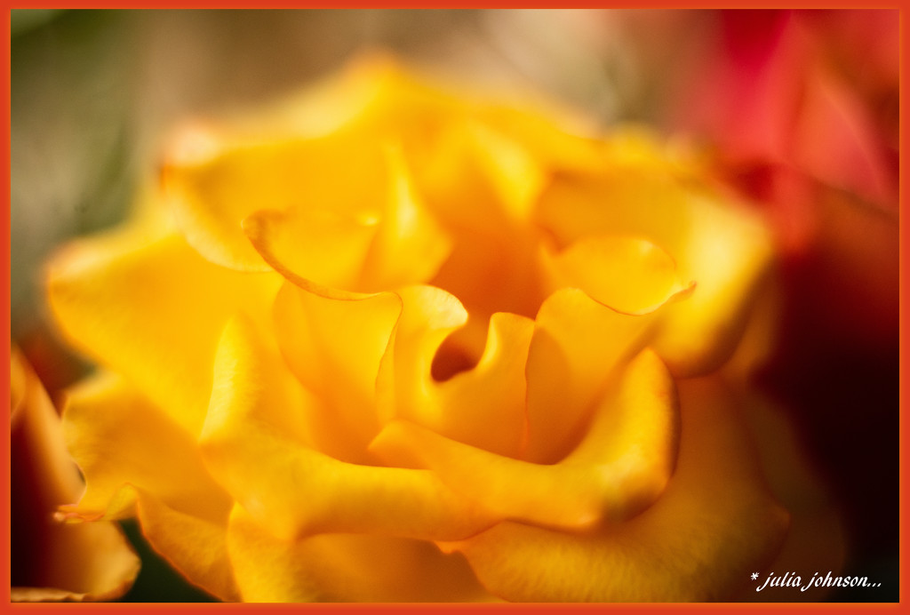 Golden Rose... by julzmaioro