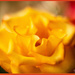 Golden Rose... by julzmaioro
