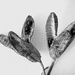 Seed pods by jeneurell