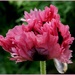 in our garden: one more poppy by quietpurplehaze
