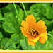 Bee And Welsh Poppy by carolmw